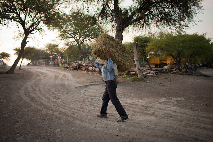 Don Lencho is a campesino, living in the countryside and managing a farm in a pueblo called Precita de Santa Rosa.